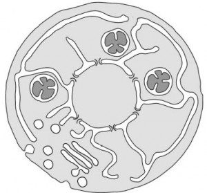model of the final state of the evolution of eukaryotic cell organization