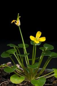 blooming Arabidopsis plant