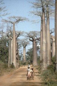 women walk down a road flanked by baobab trees